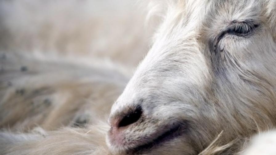 Вятърна ферма убила 400 кози в Тайван