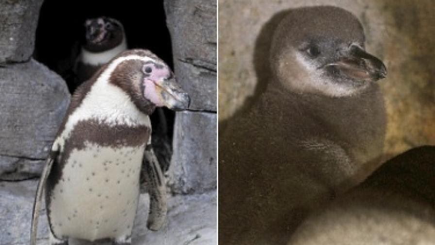 Пингвини гейове измътиха бебе