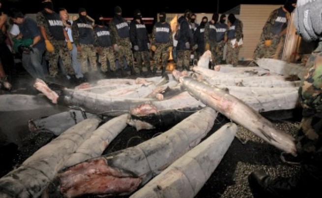 В Мексико намериха кокаин... в акули