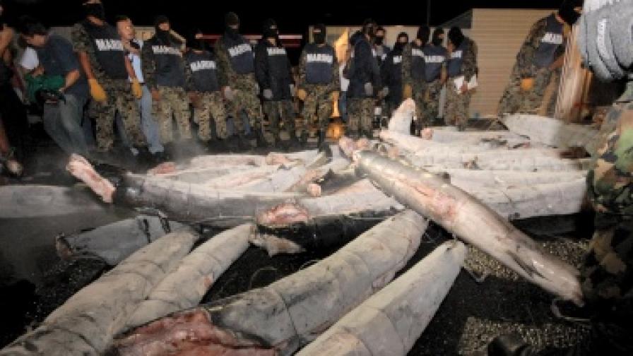 В Мексико намериха кокаин... в акули