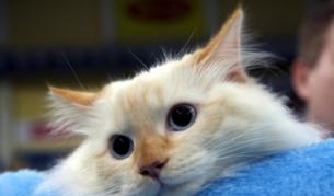 Котките ни въртят на малкия си пръст