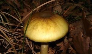 Зелена мухоморка