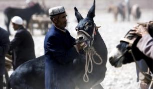 3000 магарета доставят бюлетини в Афганистан 