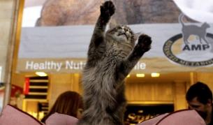 Мъжките домашни котки са десничари, а женските - левичари