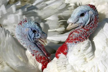 И пуйките станаха мулета