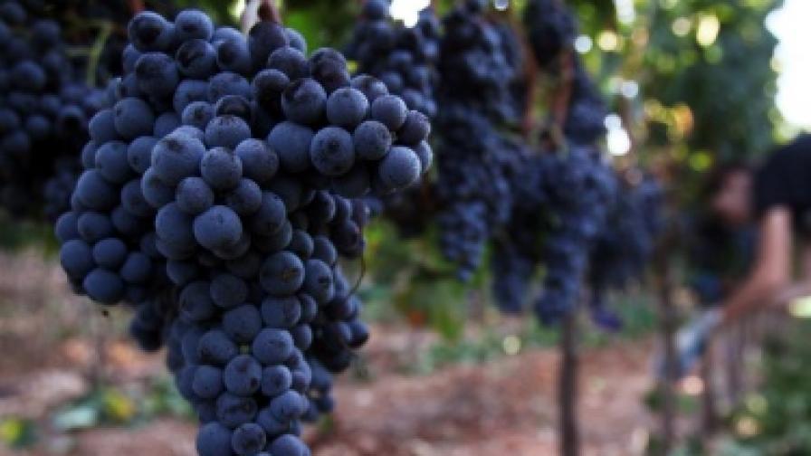 Ферментиращо вино уби трима души в Португалия