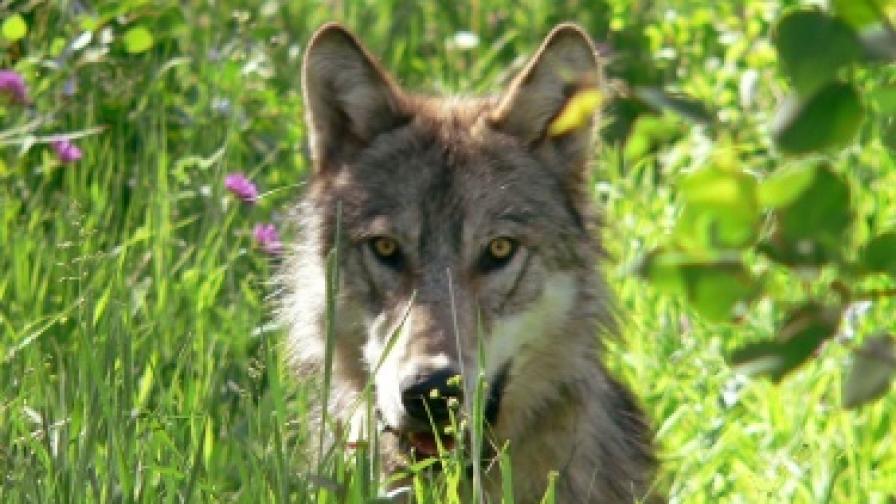 Швейцария иска да експулсира вълци в България