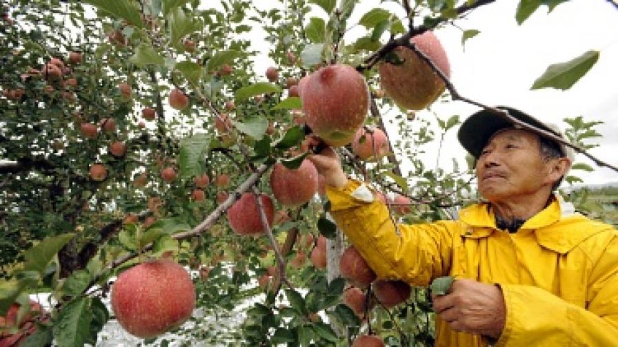 Японците отдавна са познали ценните свойства на ябълките