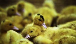 АФП: Няма криза за производителите на патешки дроб