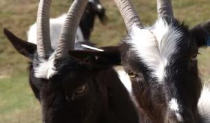 Президент коли по една черна овца на ден