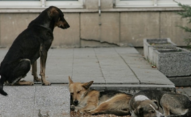 Броят на бездомните кучета в София расте