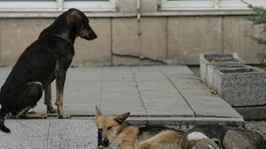 Броят на бездомните кучета в София расте