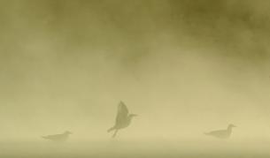 Пясъчна буря на румънското крабрежие при Констанца