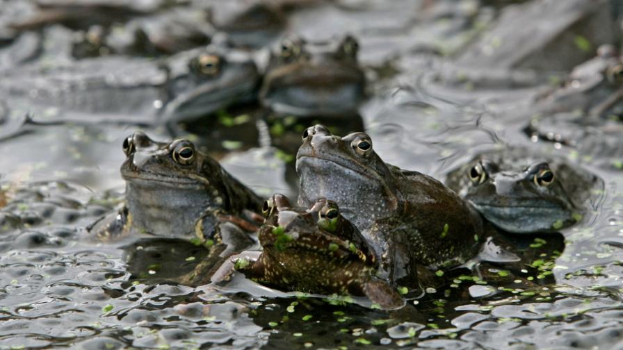 Чифтосващи се жаби предсказват земетресения