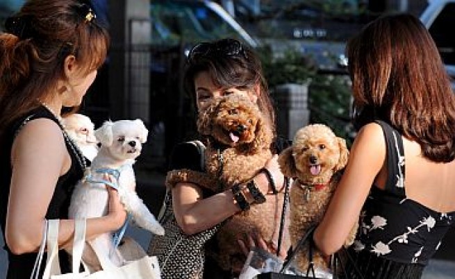 В Япония - кучешки живот за кучетата