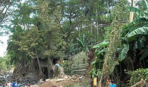 Гущерът, който се крие из тези гори, е плашлив и избягва хората