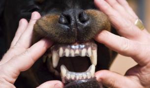 Швейцарско решение на проблема - пластмасов предпазител за зъби срещу ухапване