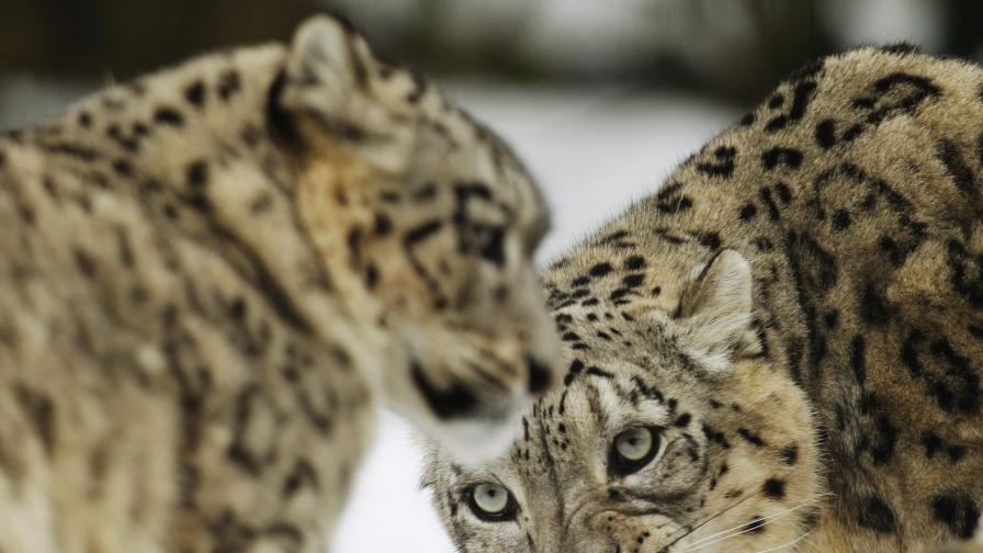 Снежен леопард - един от видовете в зоопарка на Бакиев