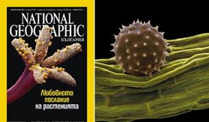 Шипчетата по поленовите зрънца на индианския просфорник им помагат да се закачат за перата на птиците