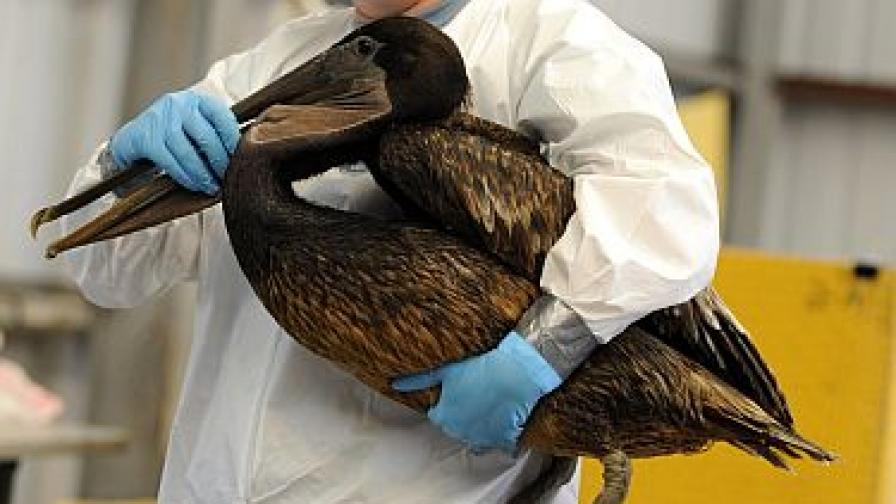 Специалисти мият от петрола кафяв пеликан - символ на щата Луизиана