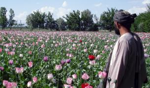 Маковите насаждения, от които се прави опиум, са важен източник на доходи и за терористичните организации