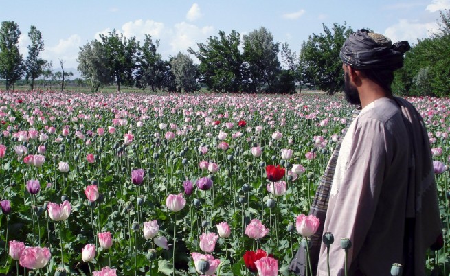 Плесен покоси опиумните макове в Афганистан