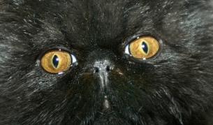 Черните котки изглежда са популярни не само за Хелоуин в САЩ