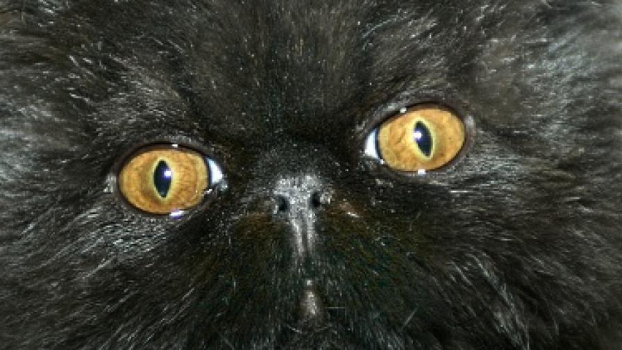 Черна котка пази пешеходците в Удине 