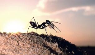 Пустинна мравка от вида Cataglyphis fortis на фона на залеза в Тунис