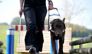 Скоро, вместо с кучета водачи, незрящите ще могат да се придвижват и с автомобили