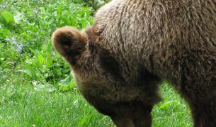 Убиха мечката, нападнала жената край Малка Арда