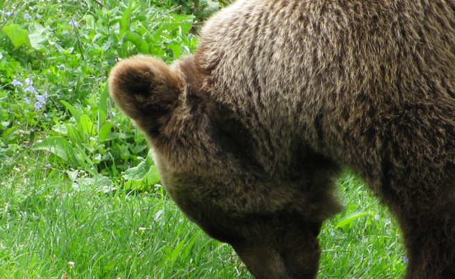 Убиха мечката, нападнала жената край Малка Арда