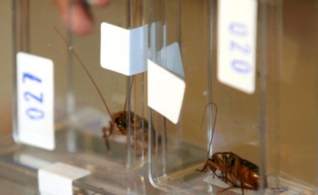 Хлебарките - устойчиви, досадни и опасни 