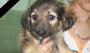 1000 лв. награда за разкриване убиеца на куче