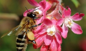 Пчелите решават задачи по-добре от компютрите