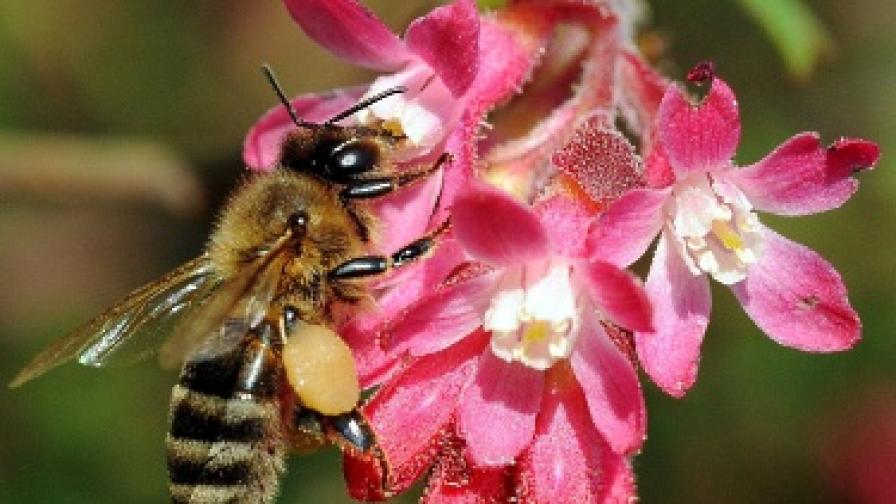 Пчелите решават задачи по-добре от компютрите