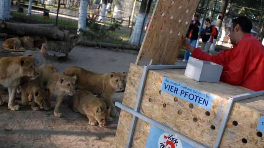 Така се транспортират диви животни до парка в Южна Африка