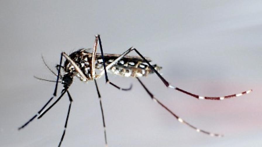 Учени изтребват комари със секс
