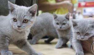 Разкриха тайната на котешкото лочене