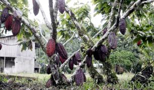 Какаово дръвче