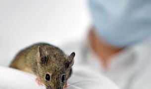 Глобяват университет за опити с животни