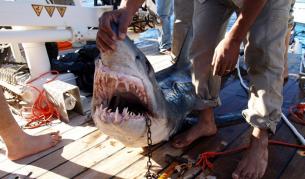 Конспирация с акули в Червено море?