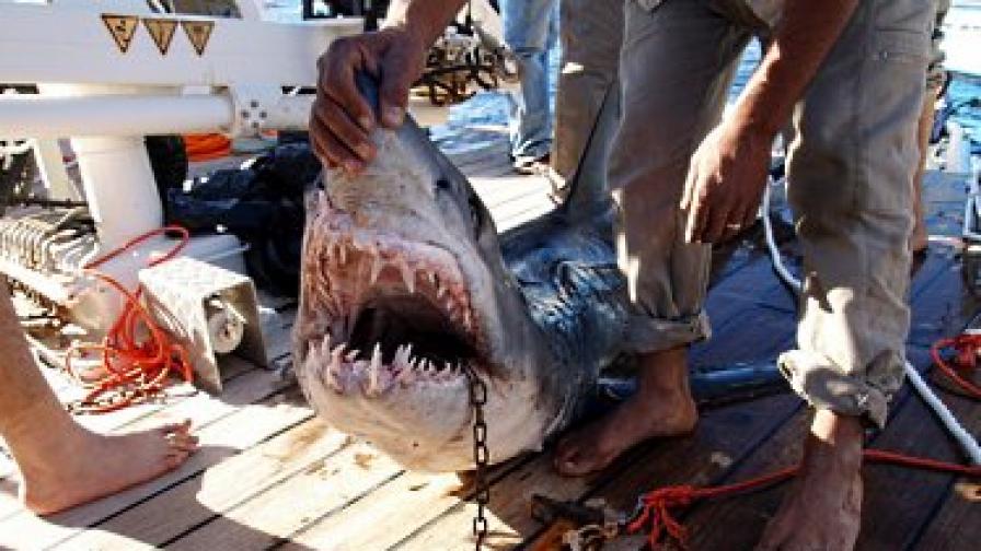 Египетските власти разпространиха снимка на хваната акула, за която се смята, че е една от нападателките
