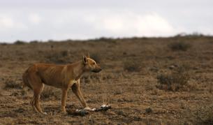 Откриха куче, изядено в САЩ преди 10 хил. години