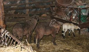 Трето огнище на шап — в община Малко Търново