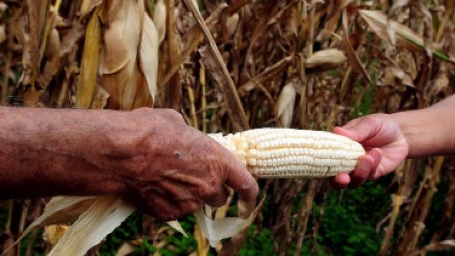 Забраниха генно модифицирана царевица