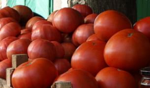 Спряха 400 тона зеленчуци заради пестициди