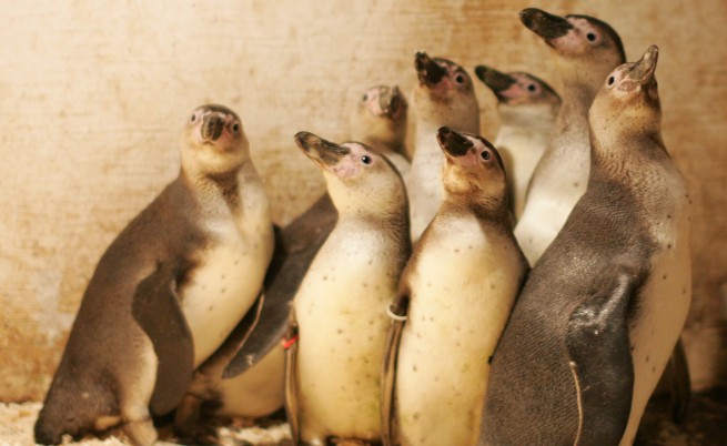 Пингвини в столичния зоопарк