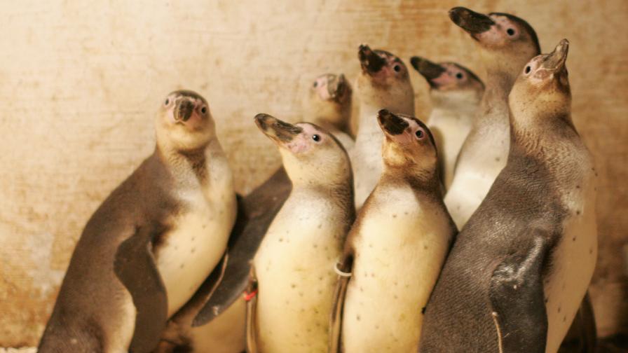 Пингвини в столичния зоопарк