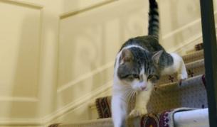 Котка с пет уши стана сензация в Русия